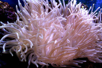 actinia in aquarium