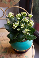 Close-up of green kalanchoe succulent plant with white blooming flowers in turquoise color ceramic pot.