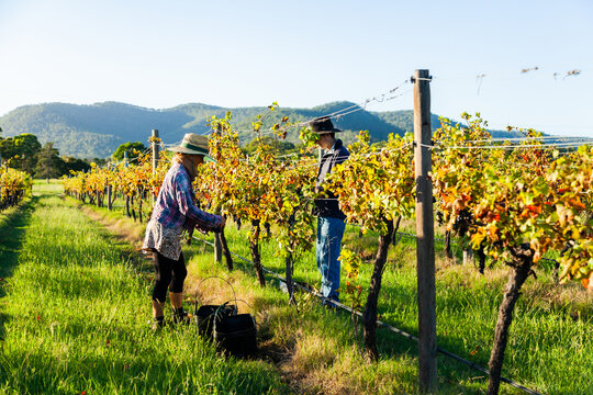 Pair of grape pickers working during harvest time on farm
