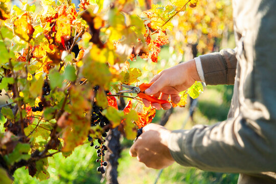 Worker cutting off grapes with snips
