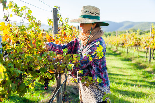Woman working on farm picking grapes in morning light in Hunter Valley