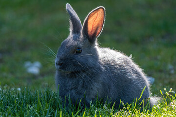 close up of a cute grey bunny sitting on the grasses enjoy the sun in the park