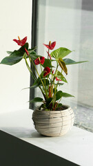 Red anthurium plant in white flower basket standing on the window.