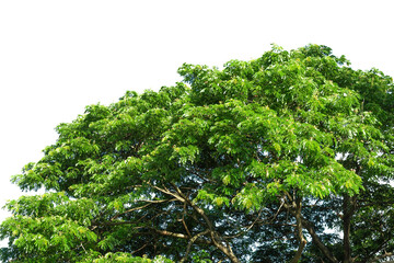 Trees top view,  Nature background with green leaves isolated on white background.