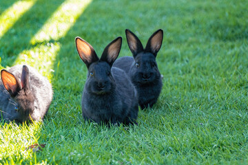 close up of a group of cute black bunnies eating on the grass field on a sunny day in the park