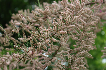 Close-up of Tamarix ramosissima branches with pink flowers. Tamarix tree in bloom in springtime