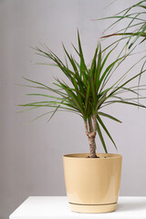 Close-up picture on small drancena tree in beige plastic flower pot on white background.