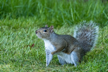 Naklejka na ściany i meble one cute grey squirrel sitting on the green grass looking up for the food