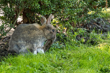 Naklejka na ściany i meble one cute grey rabbit sitting in front of the bushes licking its own toes
