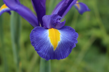 Blue and yellow Dutch iris flowers in bloom in the garden on summer on a sunny day.  Iridaceae...
