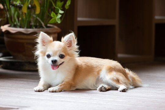 brown chihuahua sitting on floor. small dog in asian house.