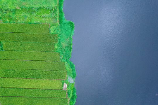 Aerial photos of rice fields
