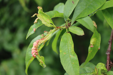 Disease on Peach tree. Close-up of pink galls on green leaves. Peach leaf curl or Taphrina reumatoide