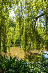 sunny day in the park with willow trees and bushes with green leaves surrounding the small pond