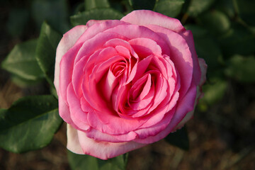 Rose garden Guldemondplantsoen in Boskoop with rose variety Beverly