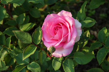 Rose garden Guldemondplantsoen in Boskoop with rose variety Beverly