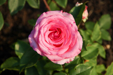 Rose garden Guldemondplantsoen in Boskoop with rose variety Beverly