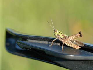A green grasshopper sits on the brake lever of a bicycle. The background is blurred. Macro.