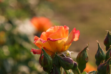 Rose garden Guldemondplantsoen in Boskoop with rose variety Gartenspass