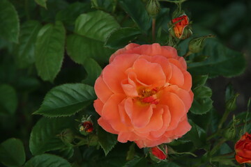 Rose garden Guldemondplantsoen in Boskoop with rose variety  Newsflash