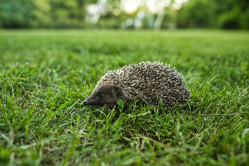 Close up of Hedgehog on green grass. . High quality photo