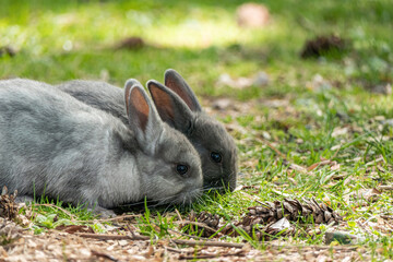 two cute bunnies sit together eating grasses in the park