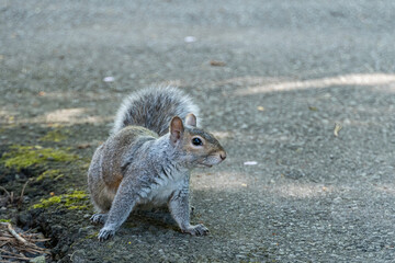 a curious cute grey squirrel sitting on the road side in the park, searching for food