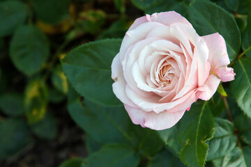 Rose garden Guldemondplantsoen in Boskoop with rose variety Rosenfaszination