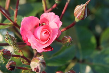 Obraz na płótnie Canvas Rose garden Guldemondplantsoen in Boskoop with rose variety Trier2020