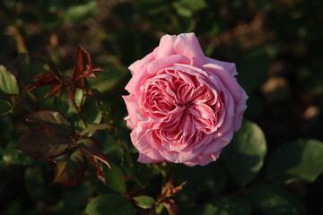 Rose garden Guldemondplantsoen in Boskoop with rose variety Rösengrafin Marie Henriette