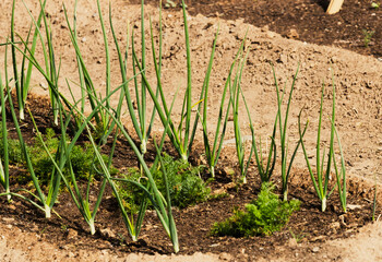 onions growing in garden