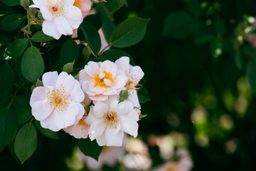 tree with beautiful flowers