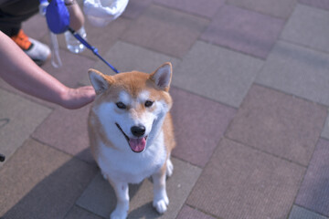 お座りをして飼い主に撫でられる柴犬