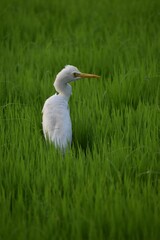 crane