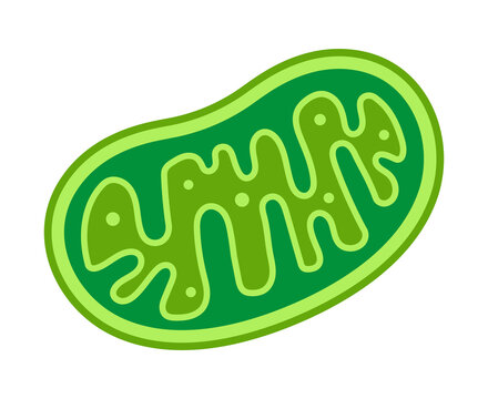 ミトコンドリア」の写真素材 | 10,005件の無料イラスト画像 | Adobe Stock