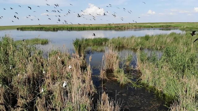 Kalmykia, a lake in the steppe. A flock of waterfowl. 