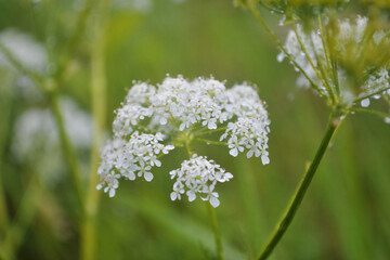 white wildflowers. macro photography