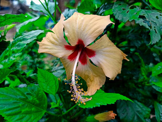 red hibiscus flower © Saheb