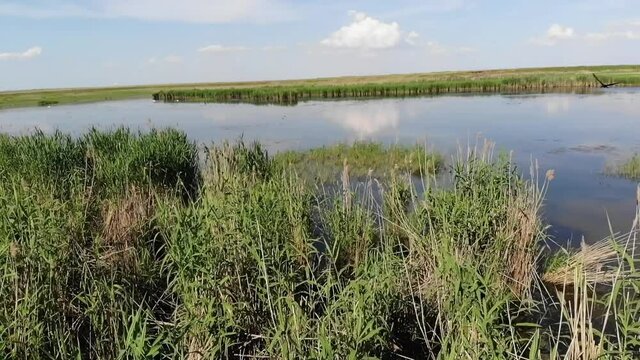 Kalmykia, a lake in the steppe. A flock of waterfowl in flight and on their nests. 
