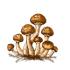 Edible mushrooms honey agaric hand-drawn illustration, agaric family of inedible mushrooms Dangerous mushrooms, honey mushroom, white toadstool, mushroom family isolated on a white background