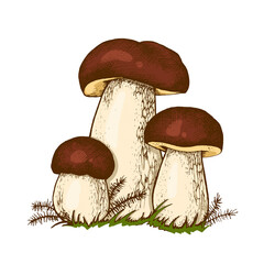 Edible balete mushroom porcini mushrooms, hand-drawn illustration Boletus, Orange-cap boletus, Boletus edulis isolated on a white background for printing on packages, autumn mushroom collection season