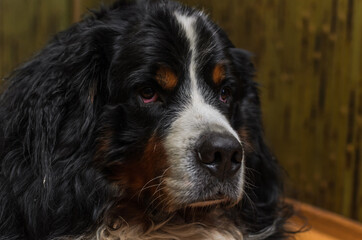 Head of a dog with sad eyes of the Bernese Mountain Dog breed	