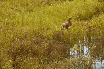 Obraz na płótnie Canvas Wild duck on the shore of a grassy lake. Summer landscape. 