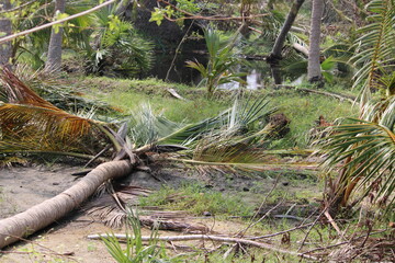 Fototapeta na wymiar Fallen coconut tree