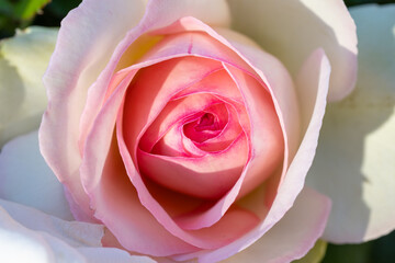 Delicate rose flower head in tones of pink fading to white