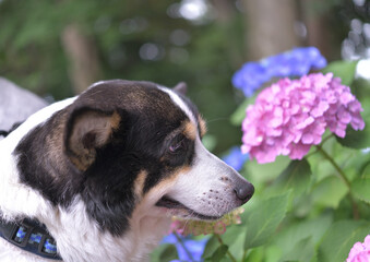 紫陽花を見つめる14歳の老犬である黒いコーギーの横顔