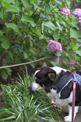 紫陽花と散歩中に草の匂いをかいでいる黒いコーギー犬