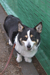 立ち入り禁止の緑のネットと黒いコーギー犬