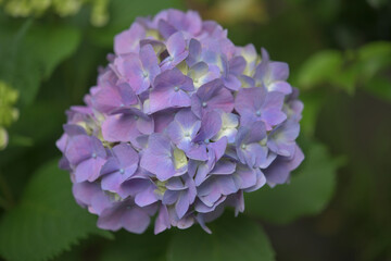 山盛りの小花がブーケのような紫色の紫陽花