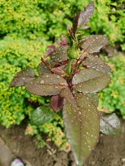 water drops on a leaf